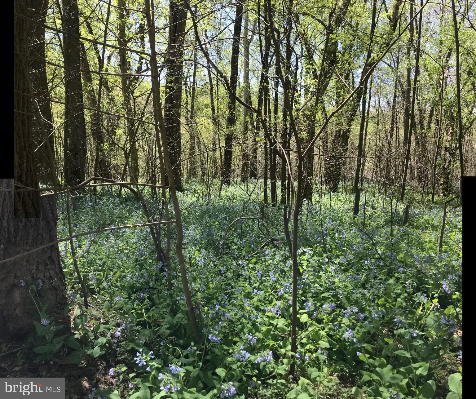 STEAMBOAT RUN - Residential