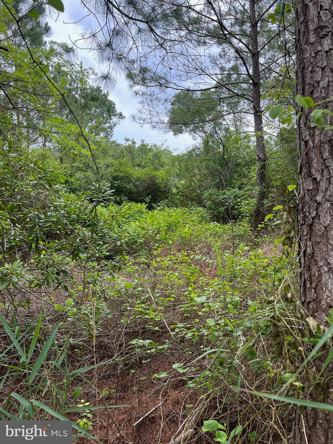 This land offers excellent hunting opportunities. The property is frequented by white-tail deer, as evidenced by the numerous trails and tracks found throughout. The property was logged many years ago, it has since been untouched, allowing for new growth to enhance the habitat for wildlife. The land’s natural beauty and serene setting offer a peaceful retreat from everyday life. A 30 foot wide right-of-way is deeded with the property and can be accessed from Lawsonia Rd. The owners are offering an additional adjacent parcel, both together priced at $17,500. MLS #: MDSO2004680, Lawsonia Rd Parcel 1414.