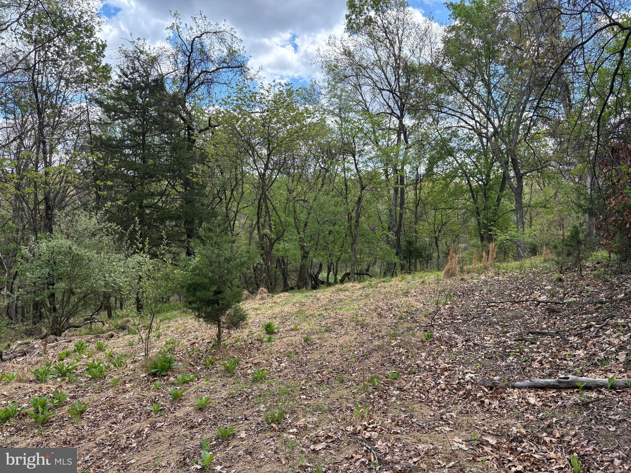 CABIN ON THE MOUNTAIN - Land