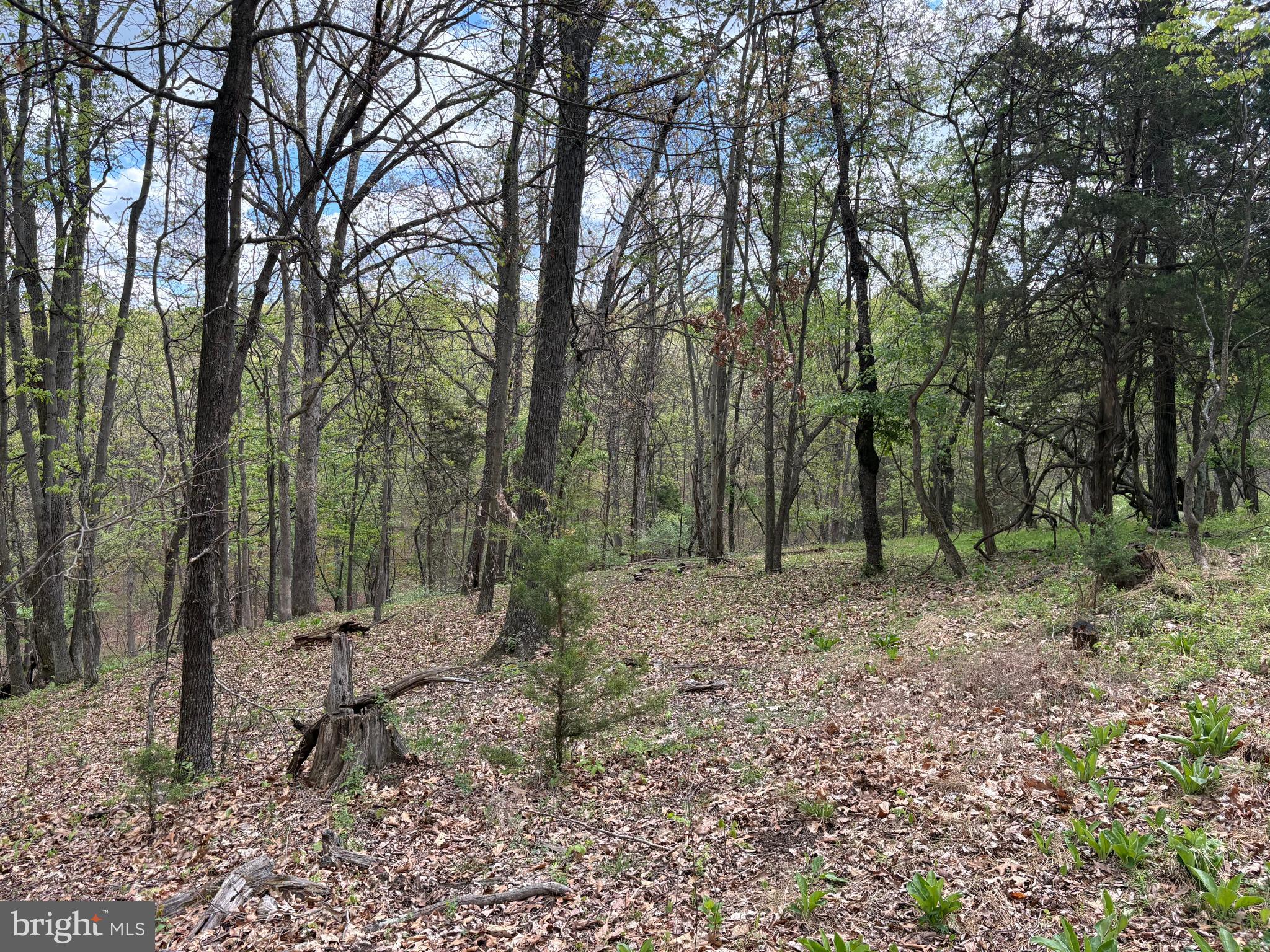 CABIN ON THE MOUNTAIN - Land