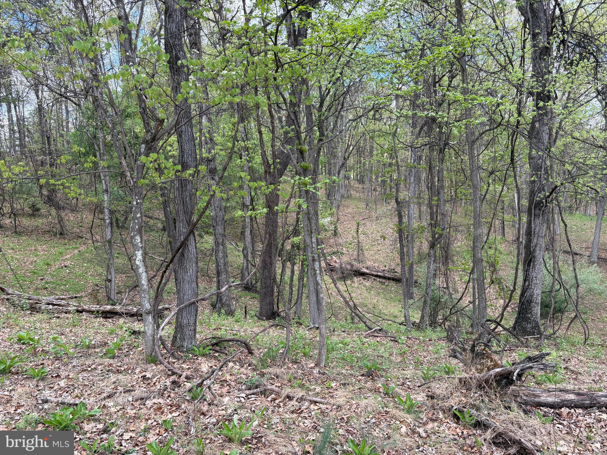 CABIN ON THE MOUNTAIN - Land