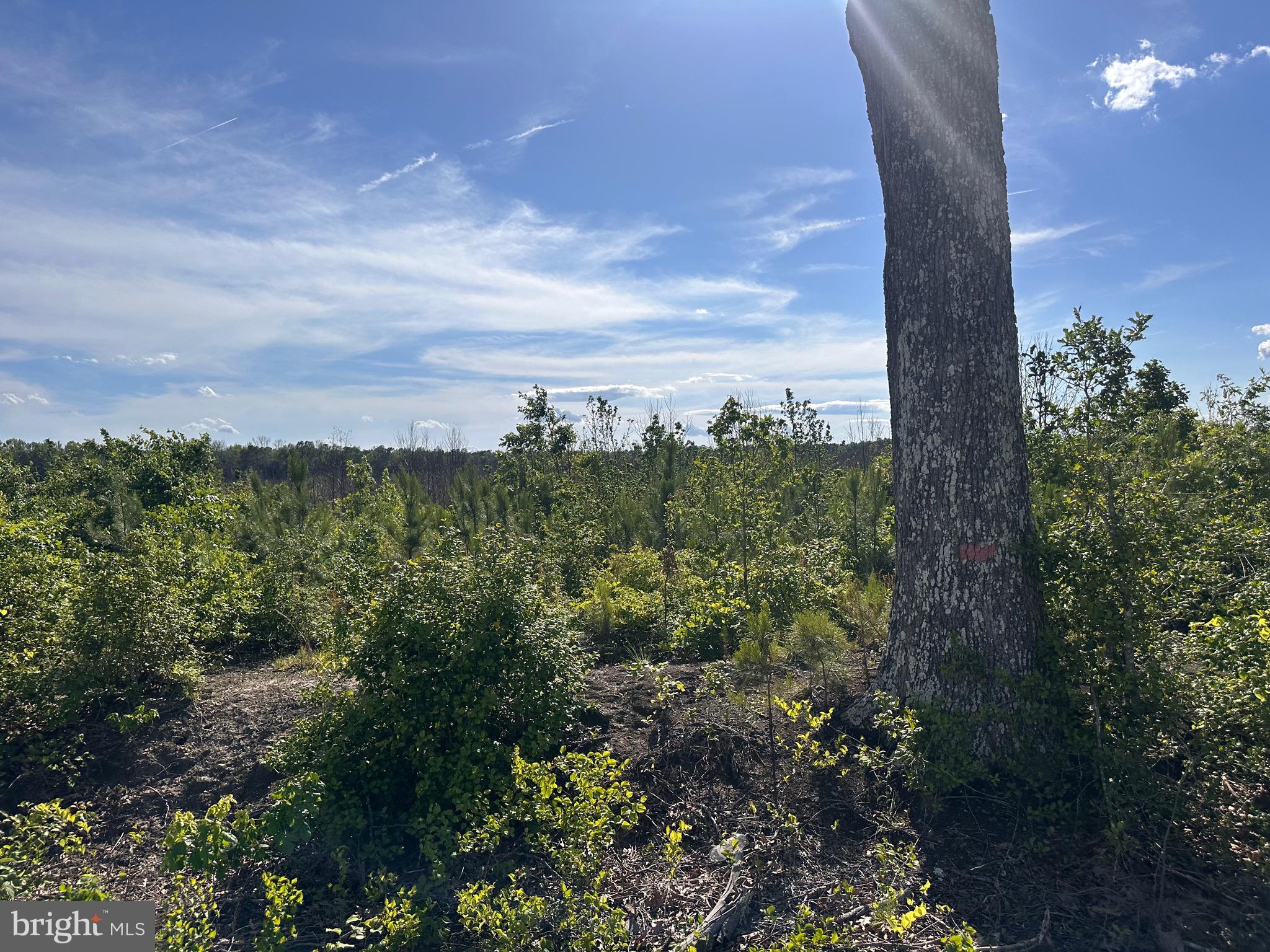 This is a versatile property that has many different uses. It is situated between Mount Holly Rd and Erica Rd which is just minutes from Southwest Cove. It can be divided into 3 parcels and could be made into a family compound or developed for sale. The land was chemically sprayed in November of last year and 52,000 seedling pine trees were planted under the VA Dept of Forestry and managed and supervised by F.W. Forestry. An inspection report was done in April. There are deer tracts all over the property and could be a great hunting property. This could make a wonderful weekend get-away, Montross, VA, offers a variety of recreational activities, including exploring Westmoreland State Park, hiking at Vorhees Natural Preserve, visiting the Northern Neck Brewing Company and enjoying local art at The Art of Coffee. Colonial Beach & Montross offer eclectic shops, unique restaurants, museums and relaxed beaches all within a short drive of Fredericksburg and Washington D.C. Small towns hidden in coves and creeks, the Northern Neck boasts over 1,800 miles of shorelines.