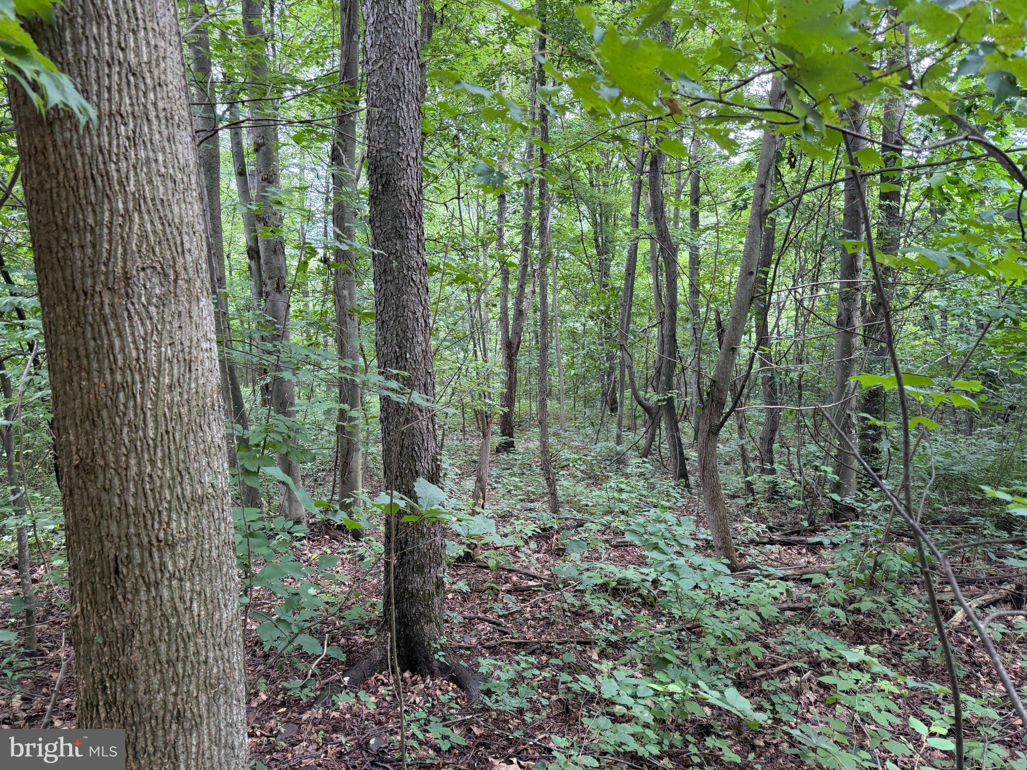 TRACT 3: 22.32+/- ACRES AT 2668 MOSS RD