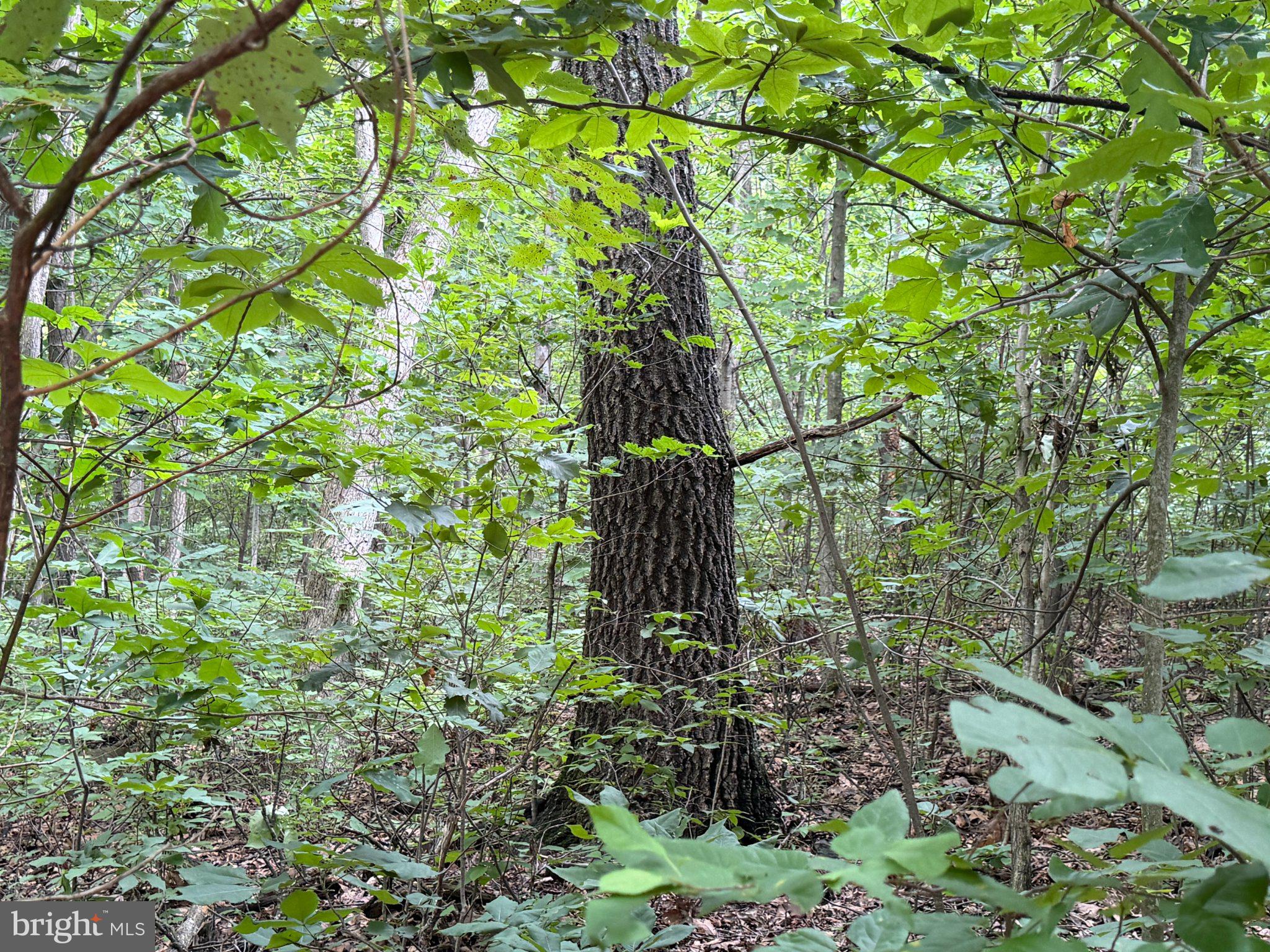 TRACT 3: 22.32+/- ACRES AT 2668 MOSS RD