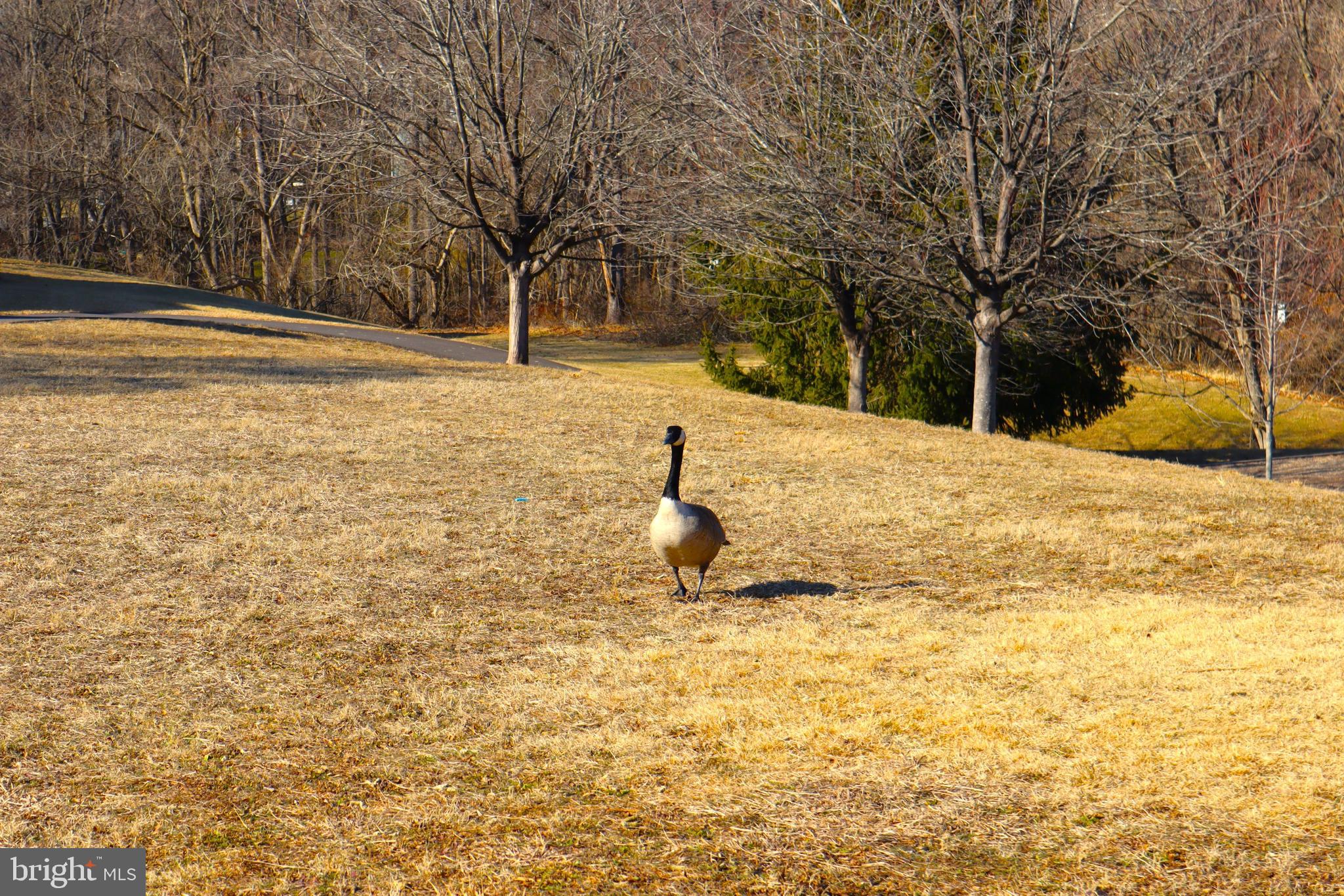 DORSEYS REGARD - Residential