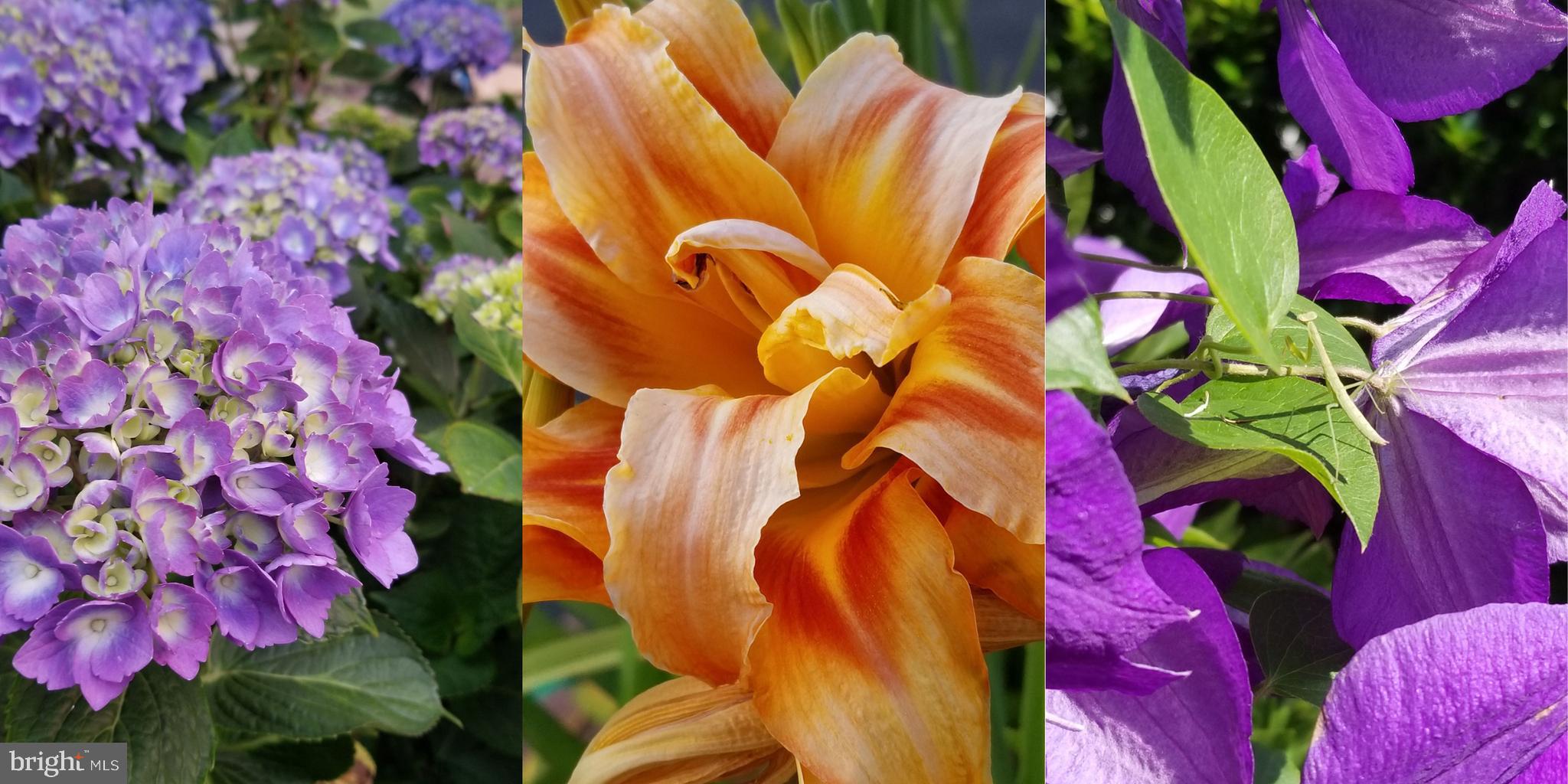 PEMBROKE GROVE - Residential