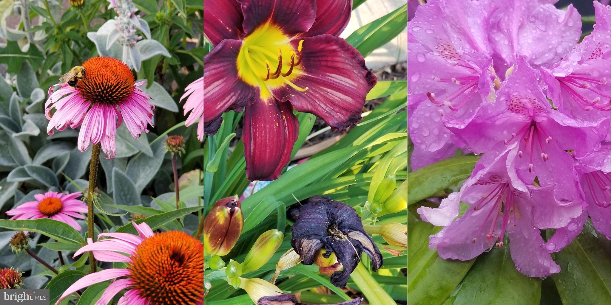 PEMBROKE GROVE - Residential