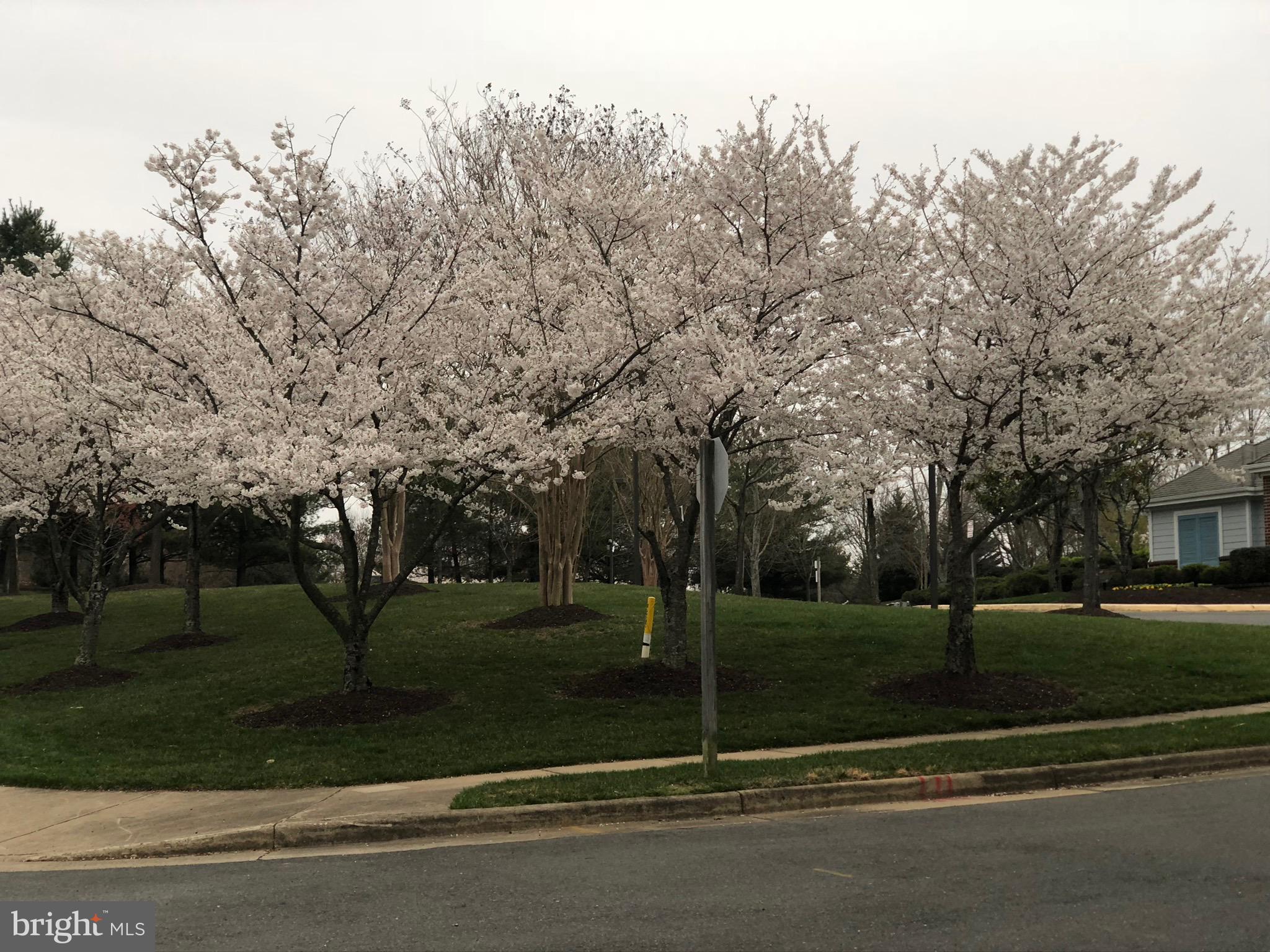 HAMPTON OAKS - Residential