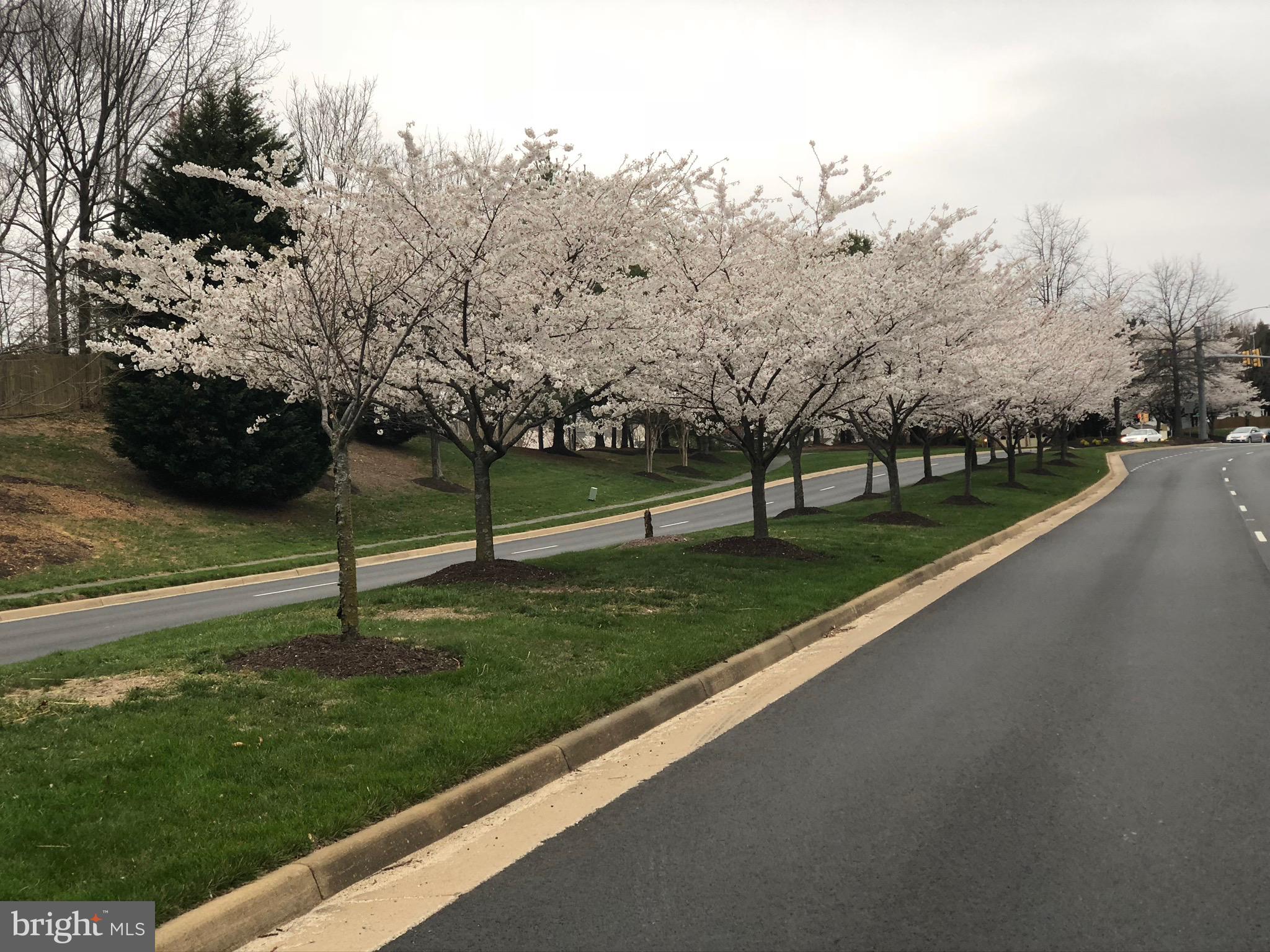 HAMPTON OAKS - Residential