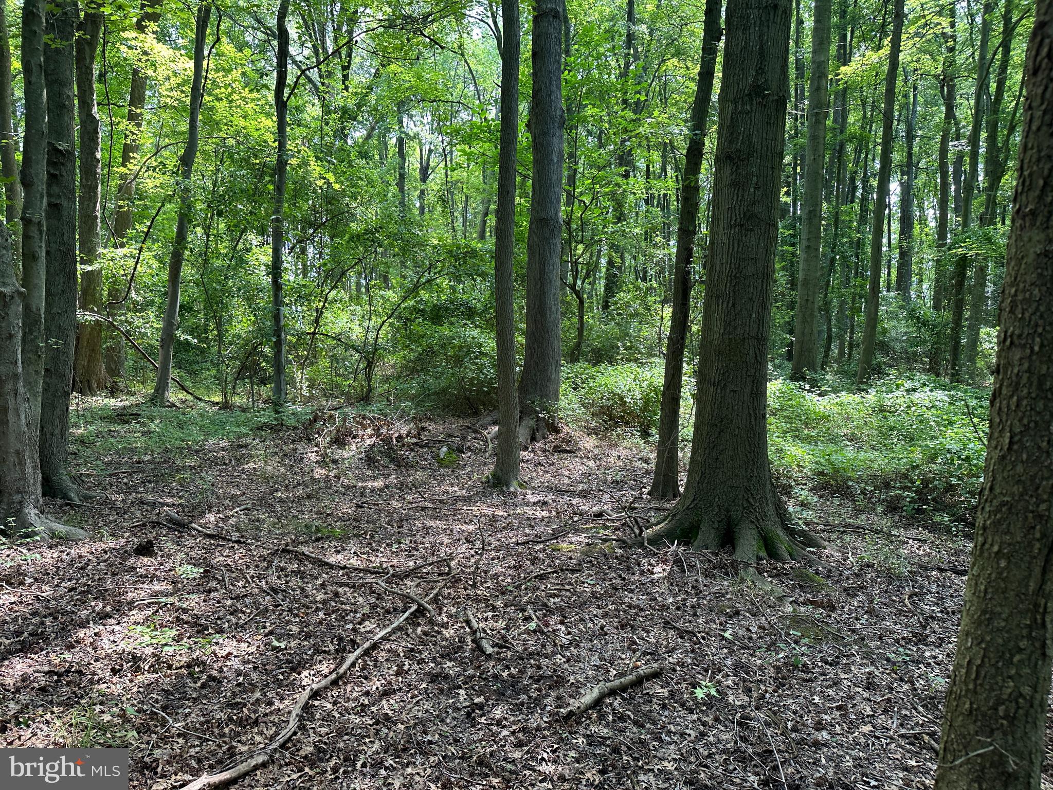 Lot 7 MAPLE DRIVE LOT 7