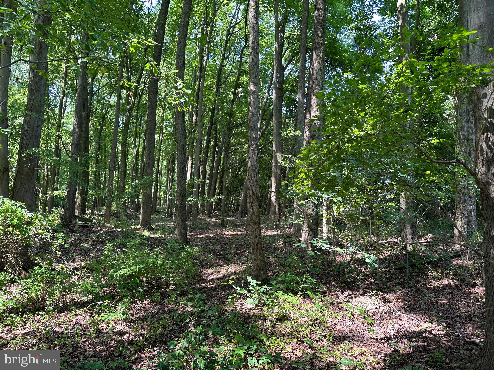 CHESAPEAKE ESTATES - Land