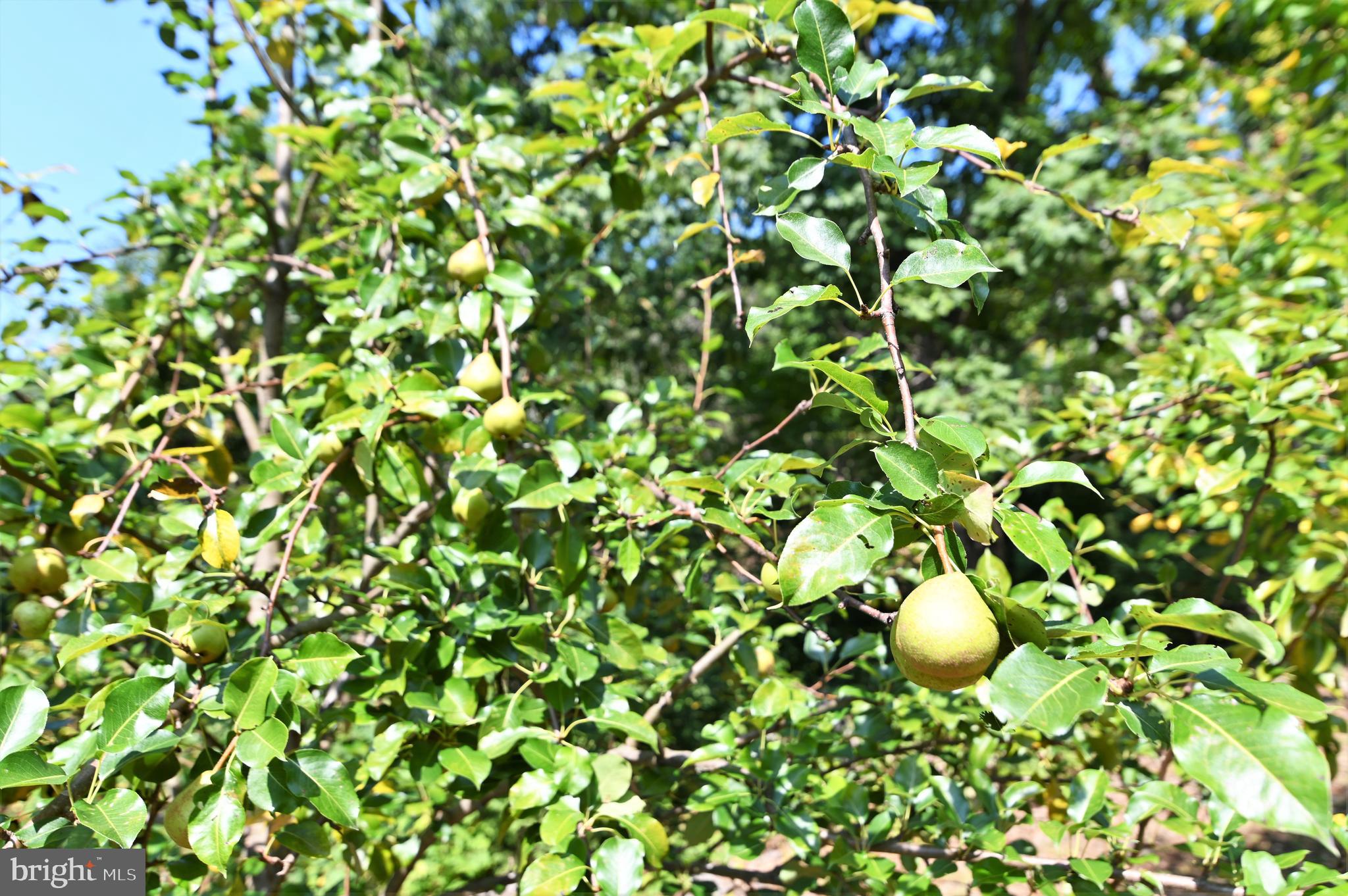 BUCK HILL DEVELOPMENT - Residential