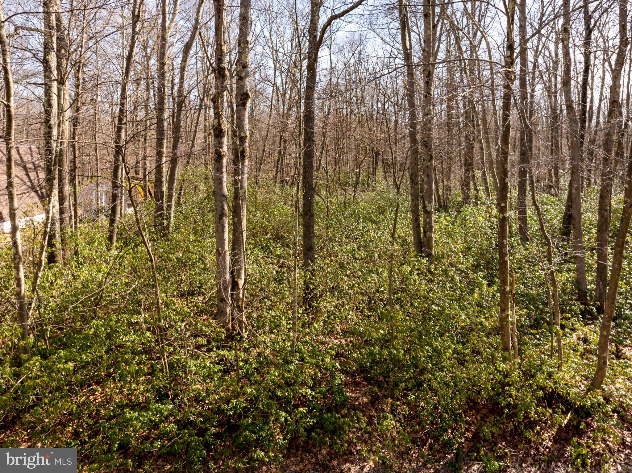 YOUGHIOUGHENY MOUNTAIN - Land