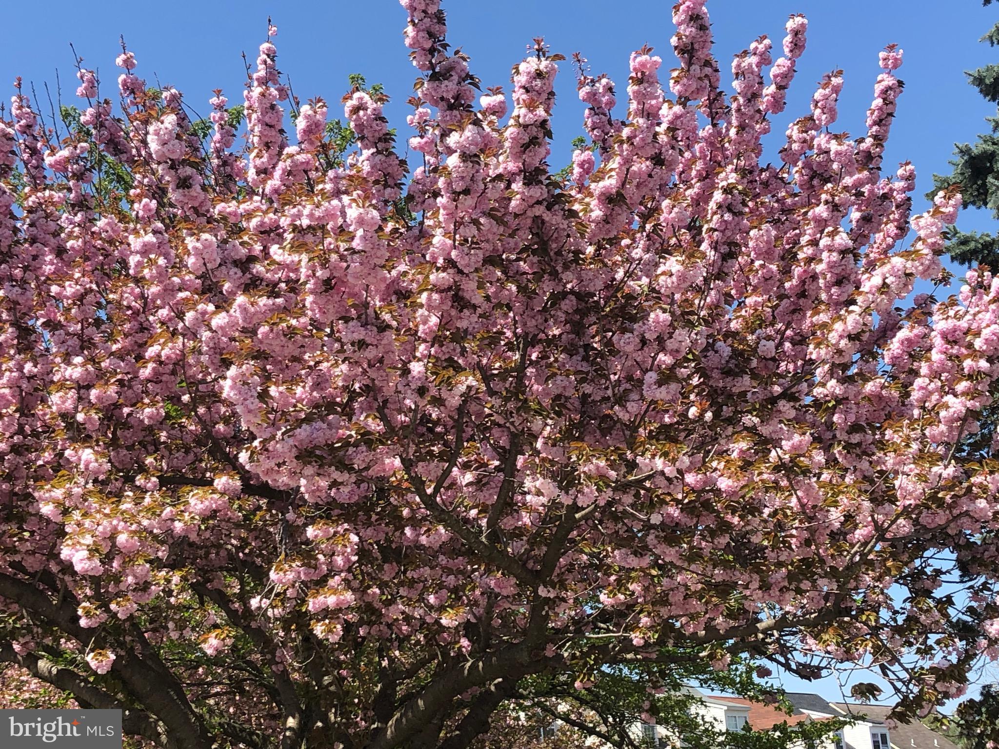 BROOKING COURT GARDEN - Residential