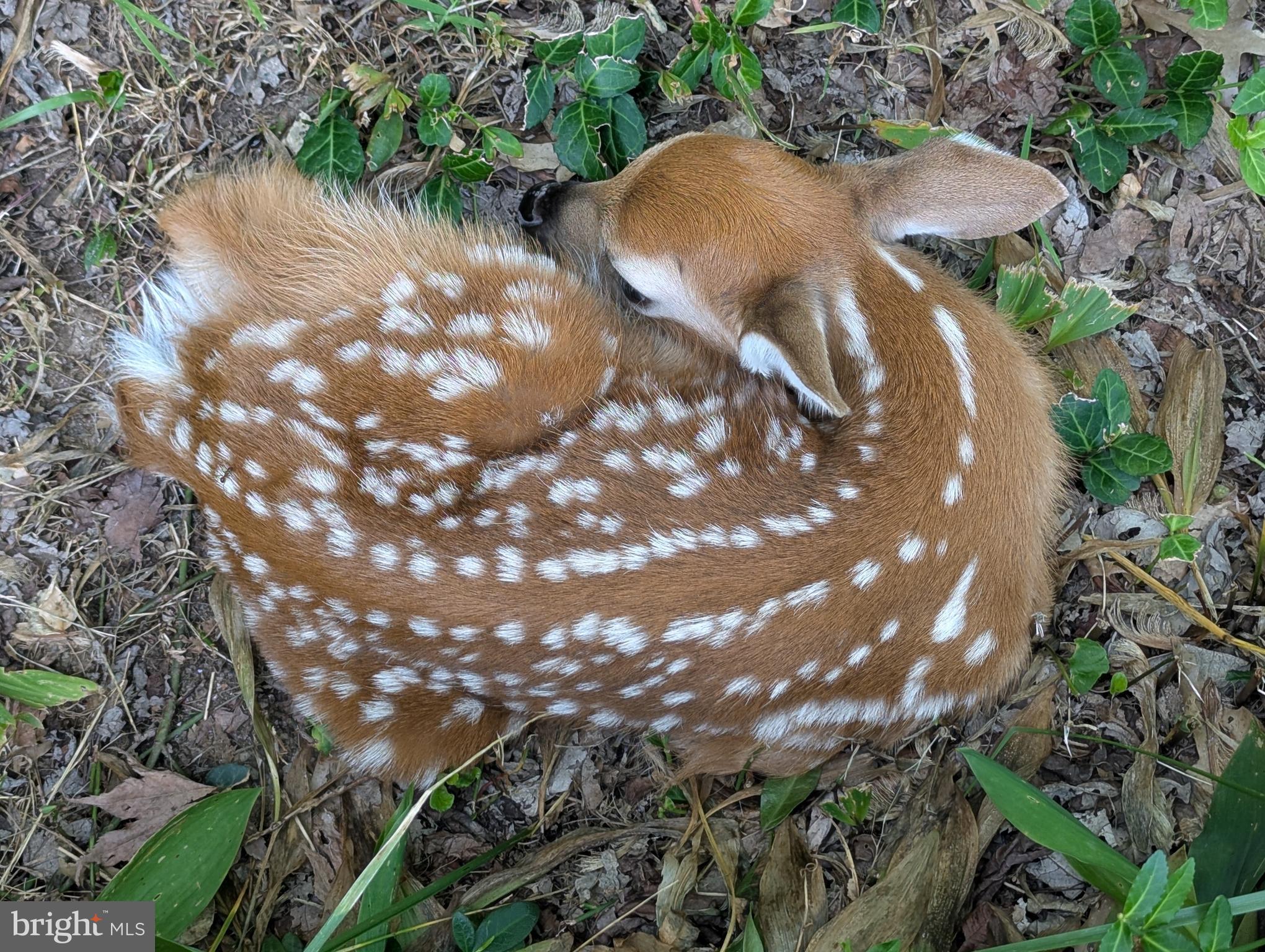 FAIRLAND ACRES - Residential