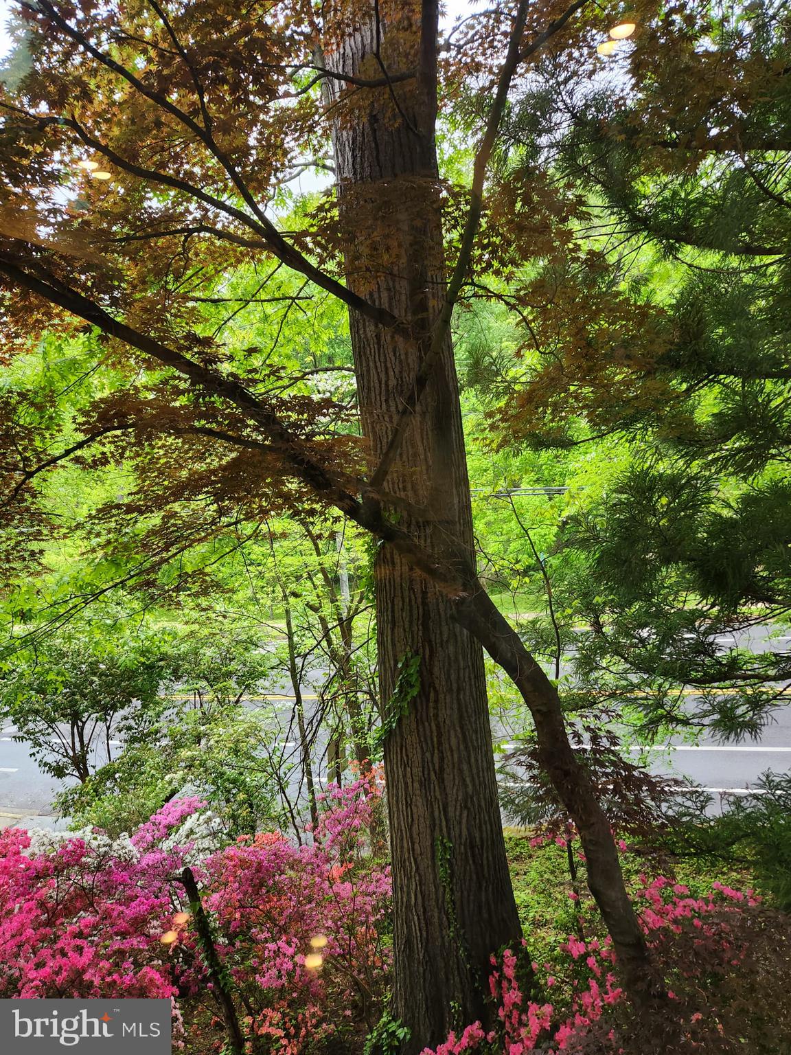 MAYWOOD - Residential