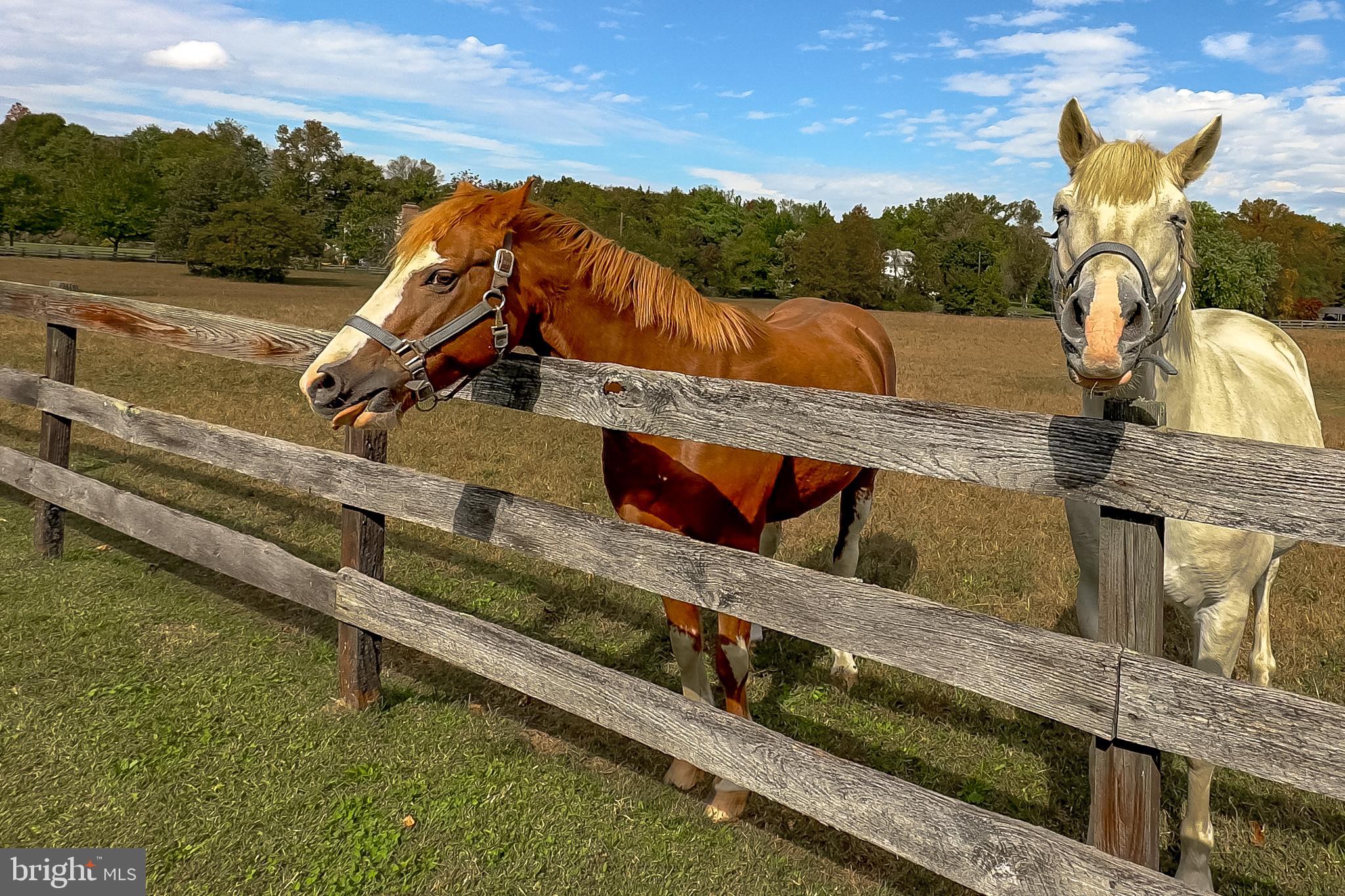 BITTERSWEET - Residential