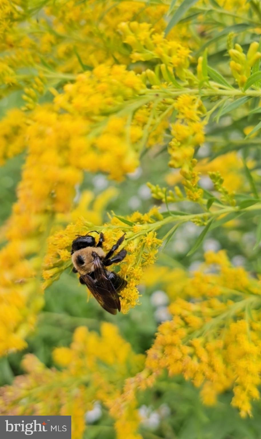 SPRINGS AT SHEPHERDSTOWN - Residential