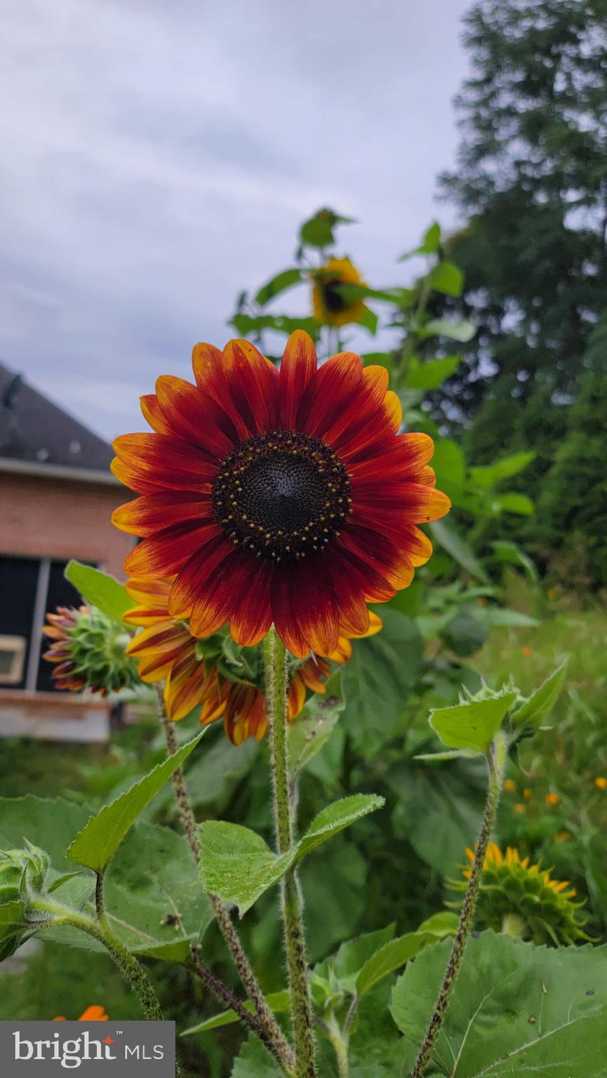 SPRINGS AT SHEPHERDSTOWN - Residential