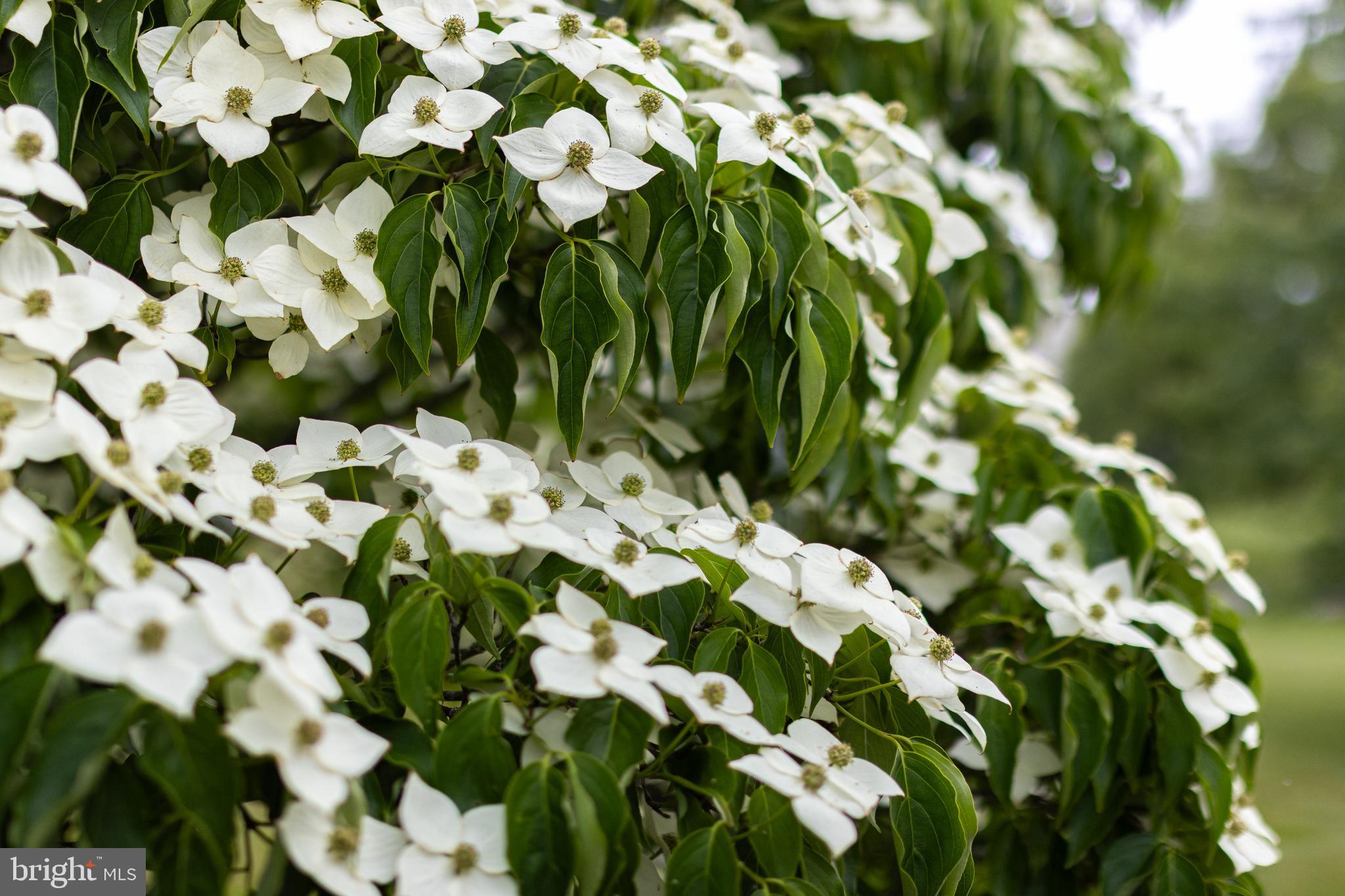 OAK GROVE - Residential