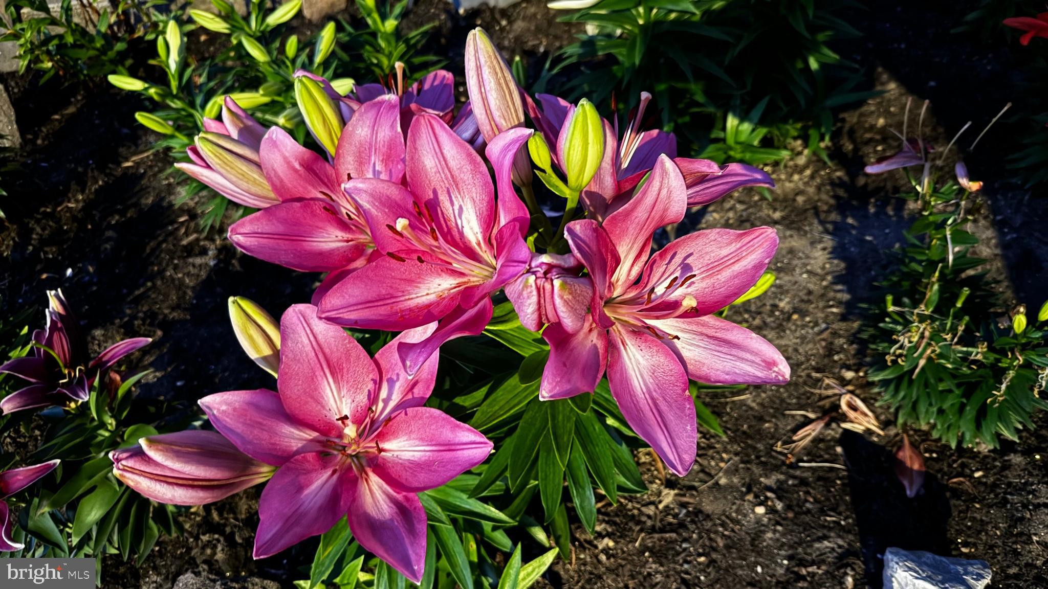 BELMONT HILLS - Residential