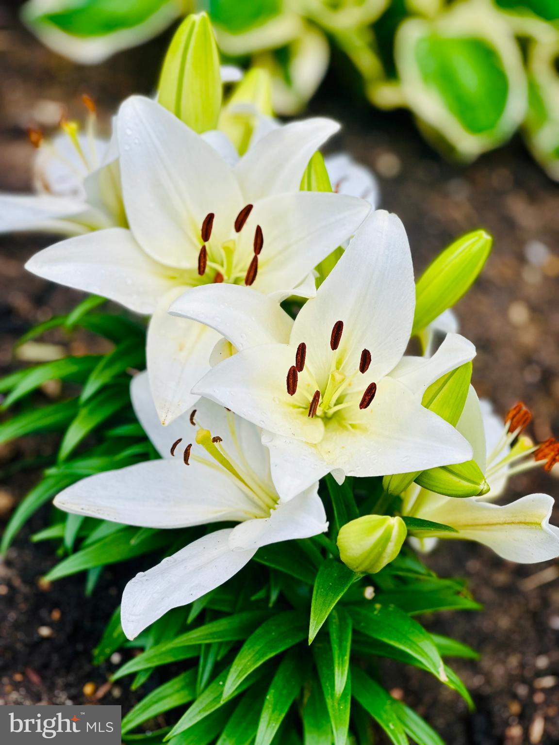 BELMONT HILLS - Residential