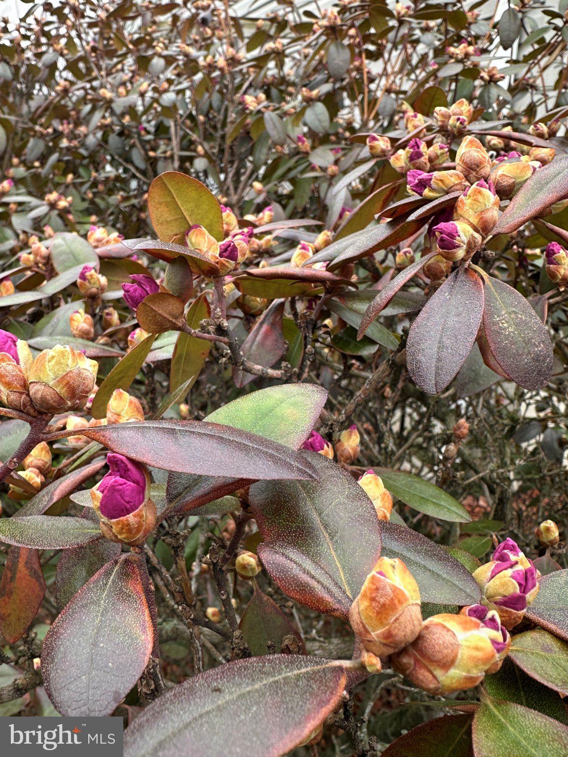 WALKER MEADOWS - Residential