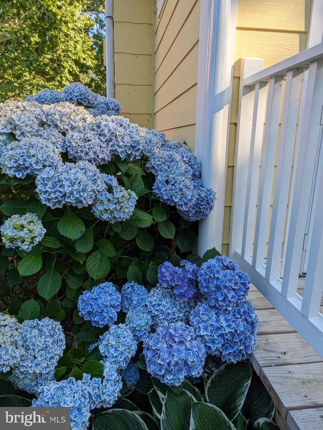 HISTORIC CENTREVILLE - Residential