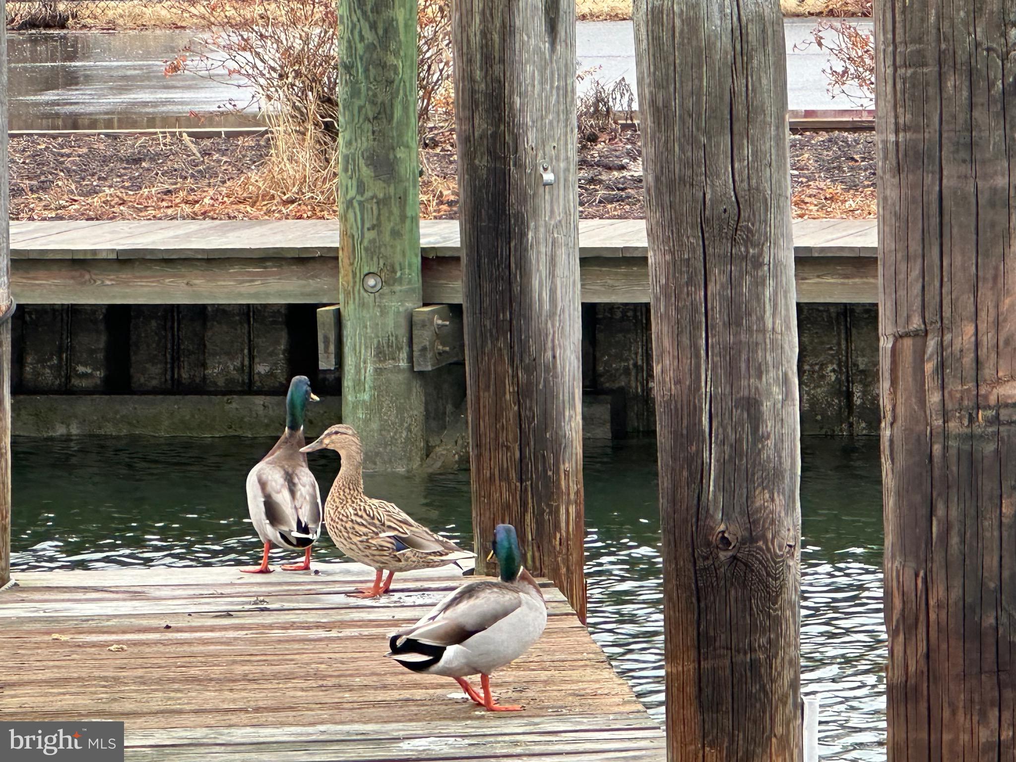 PINEY NARROWS - Residential