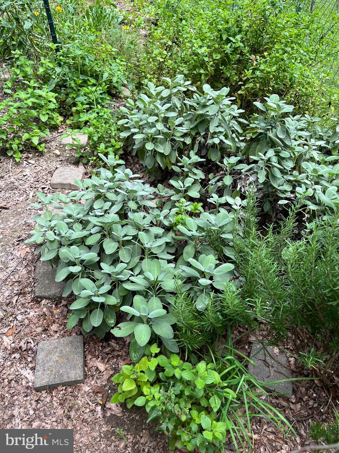 PLUM POINT WOODS - Residential