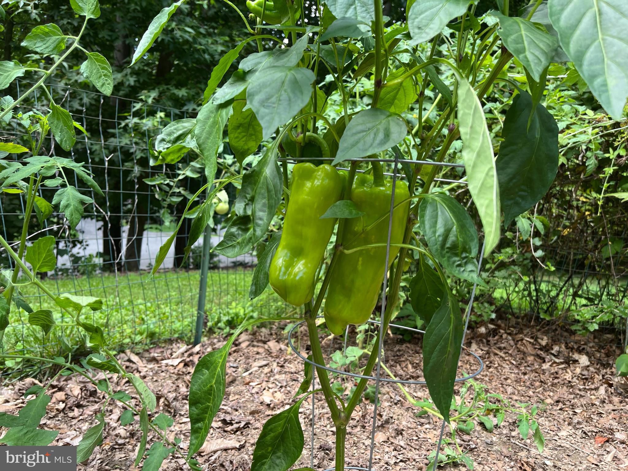 PLUM POINT WOODS - Residential