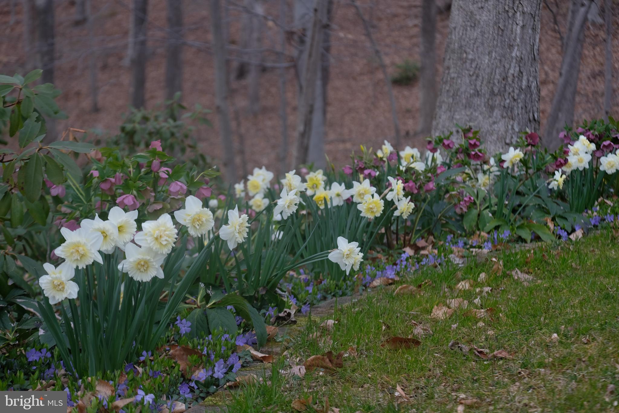 PLUM POINT WOODS - Residential