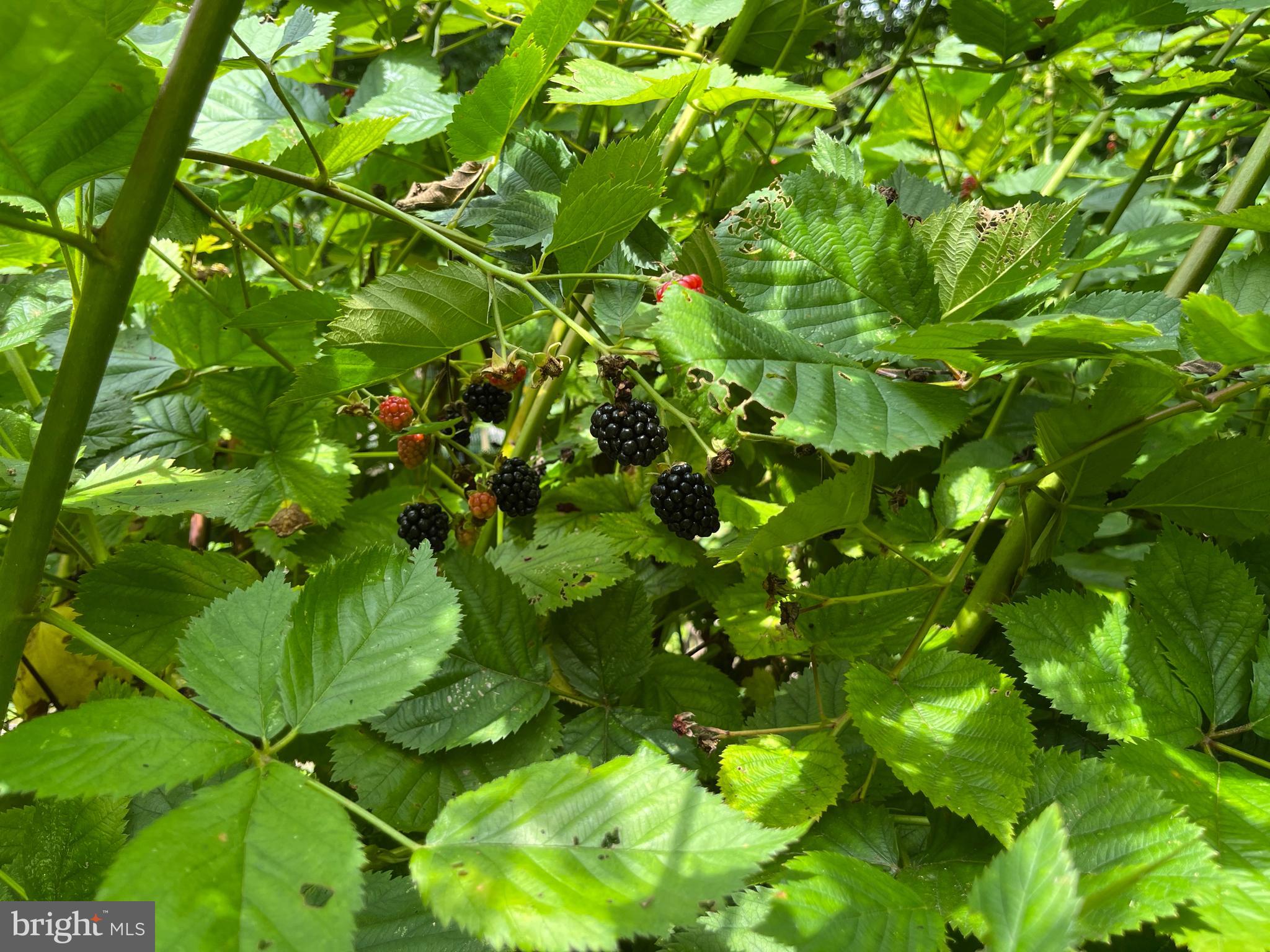 PLUM POINT WOODS - Residential