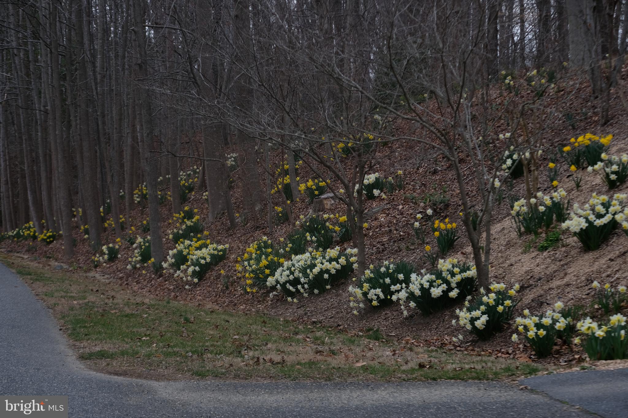 PLUM POINT WOODS - Residential