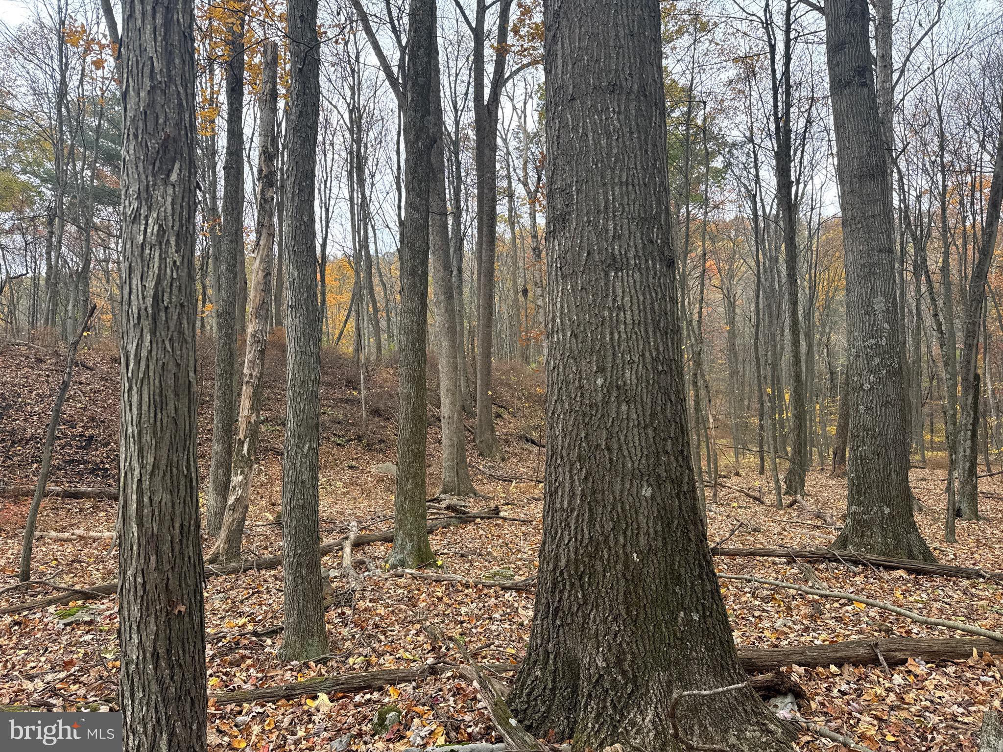 TRACT 3: 13.5+/- ACRES COLES VALLEY RD