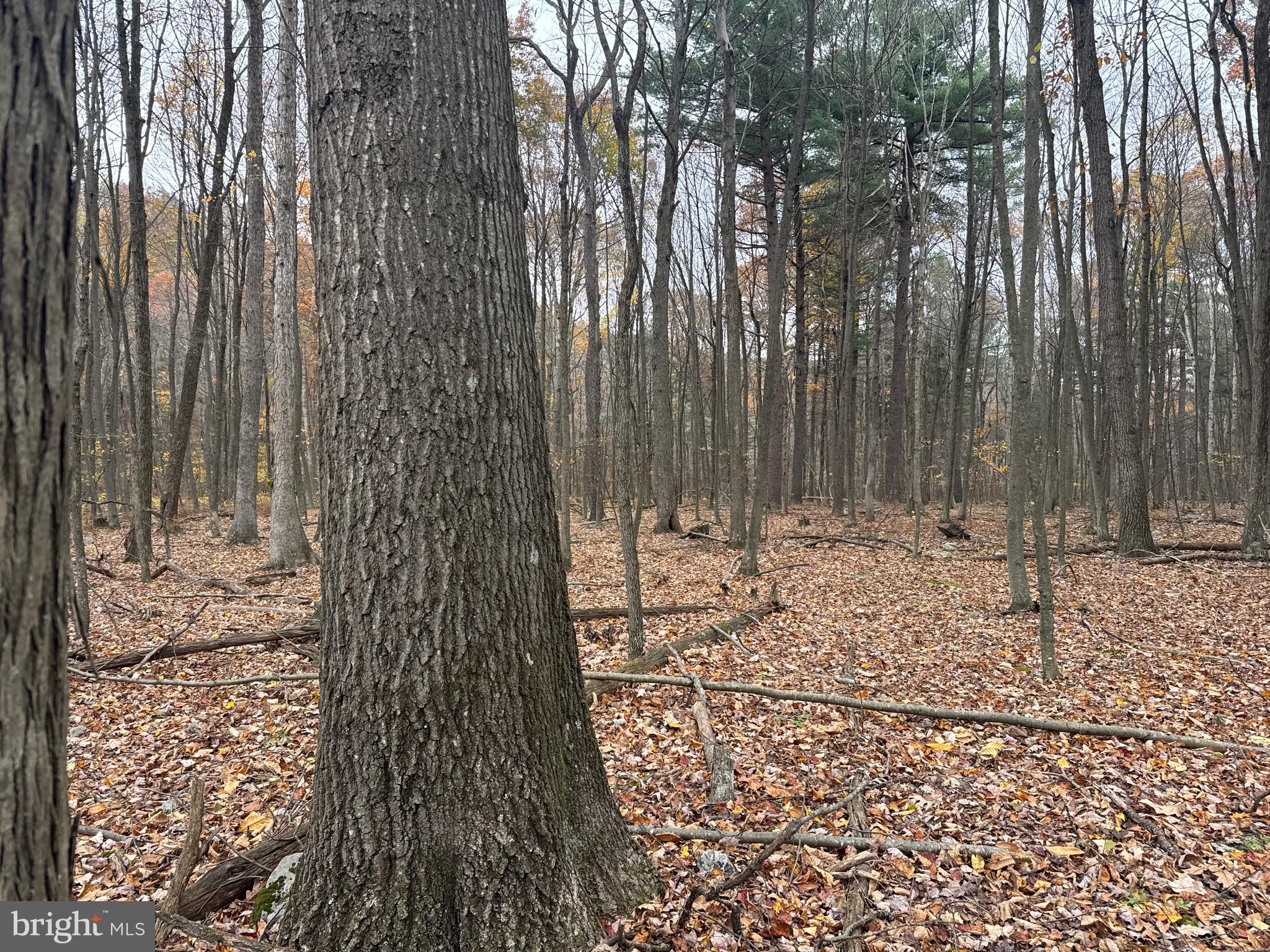 TRACT 3: 13.5+/- ACRES COLES VALLEY RD