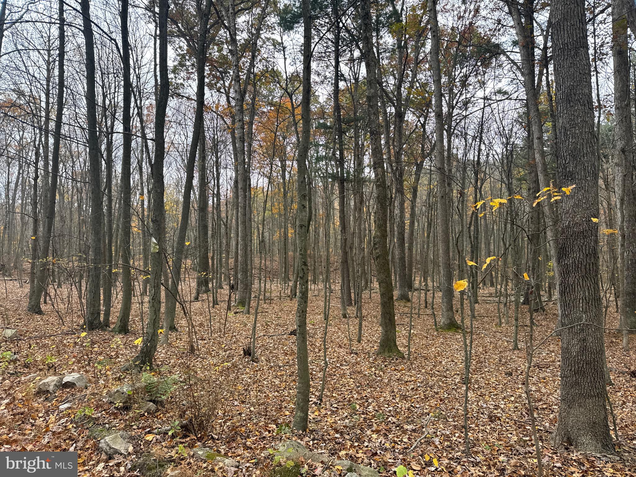 TRACT 3: 13.5+/- ACRES COLES VALLEY RD