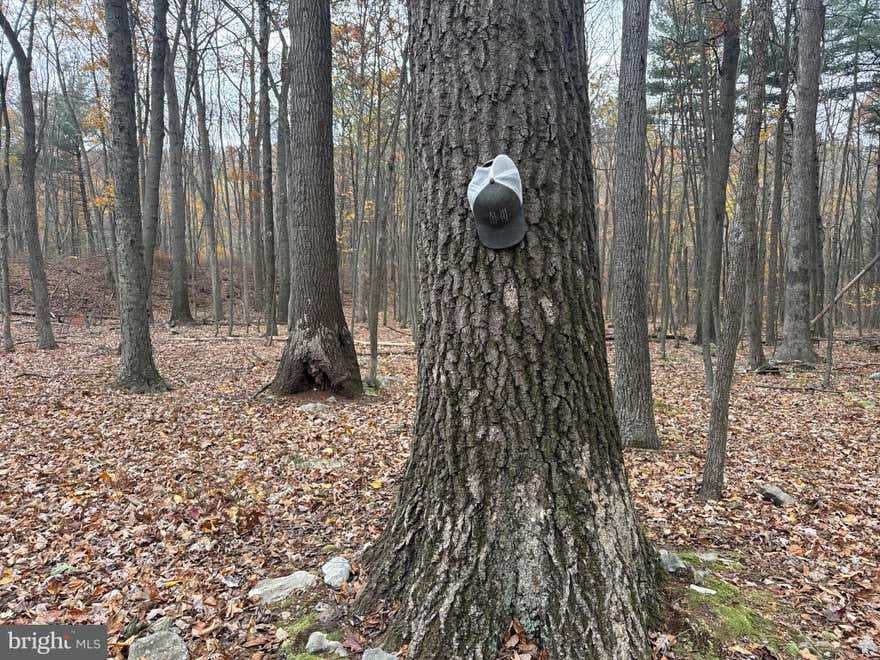 EXCELLENT WOODED PROPERTY NEAR STATE GAME LANDS 121! Discover this beautiful wooded property conveniently located just minutes from Routes 994 and 655, as well as Three Springs, Robertsdale, and surrounding areas. The land features mature hardwood timber and offers outstanding hunting opportunities—abundant with deer, turkey, bear, and more! State Game Lands 121 is less than two miles away, providing over 1,500 acres of additional recreational land practically at your doorstep. With road frontage along Coles Valley Road, this property would make a stunning homesite or weekend retreat. All building and permitting inquiries should be directed to the township. Additionally the property is only 20 minutes from Raystown Lake!This property will be offered at auction on Thursday November 20, 2025 @ 1:00pm. The List price in no way represents a minimum, starting, or acceptable bid.

This property will be offered in a multi-parcel auction, giving buyers the flexibility to purchase Tract 1, Tract 2, Tract 3, Tract 4, any combination of tracts, or the entire property as a whole.

Tract 1: 65± wooded acres with frontage on Coles Valley Rd
Tract 2: 30± wooded acres with frontage on Coles Valley Rd, and Luciana Bottom Rd
Tract 3: 13.5± wooded acres with frontage on Coles Valley Rd
Tract 4: 13.5± wooded acres