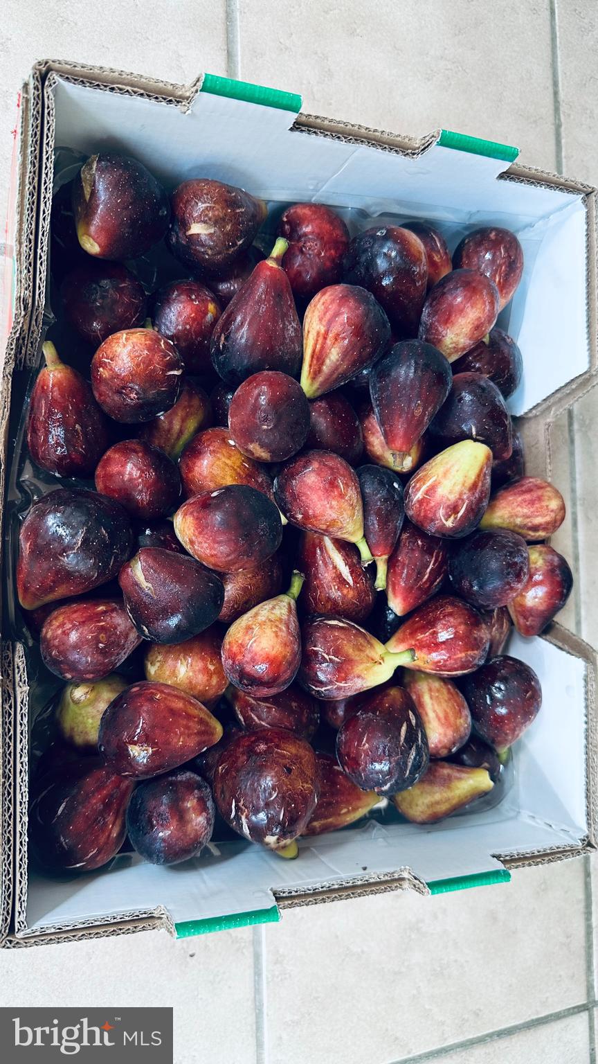 WILLOWS OF POTOMAC - Residential