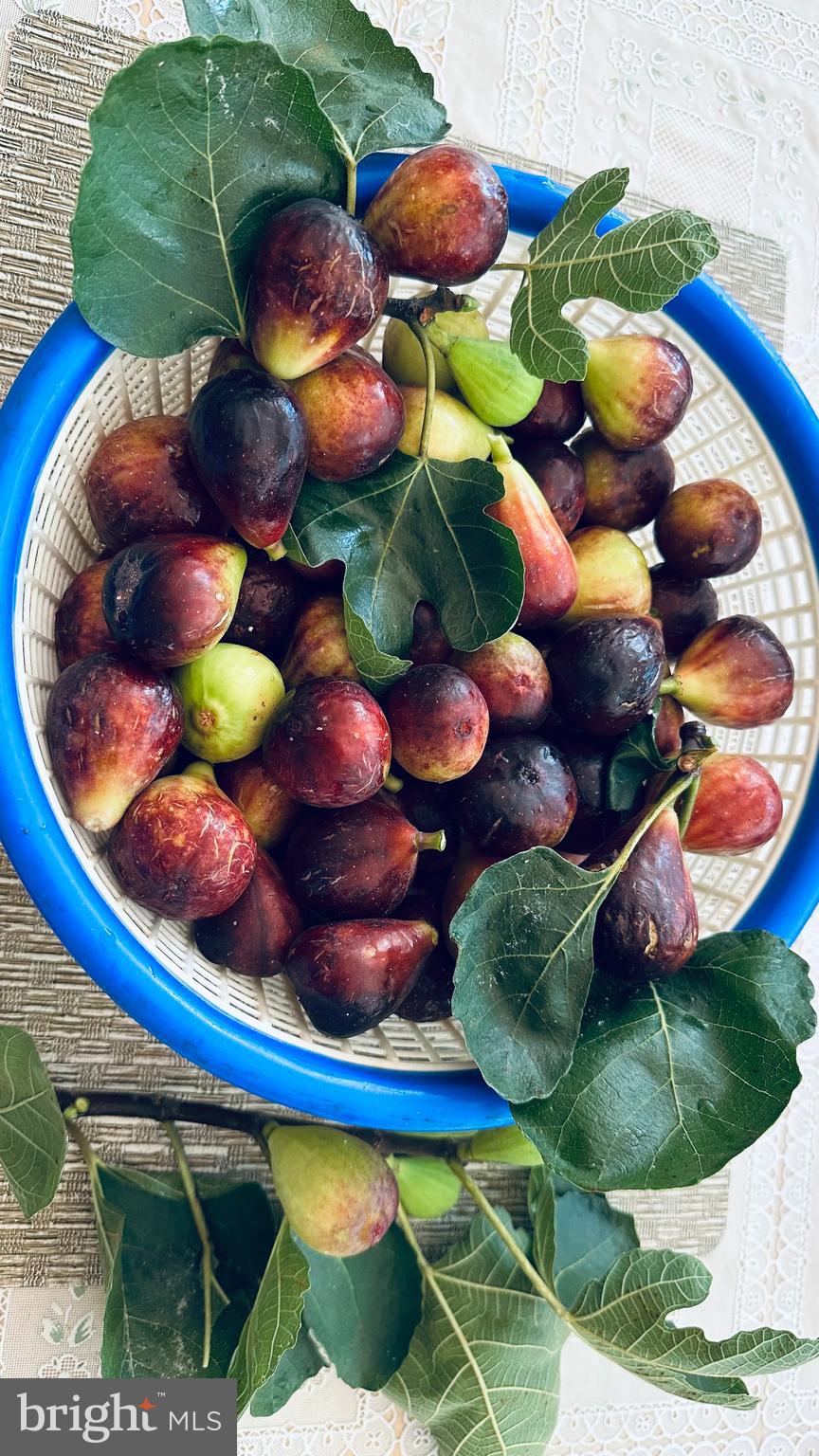 WILLOWS OF POTOMAC - Residential