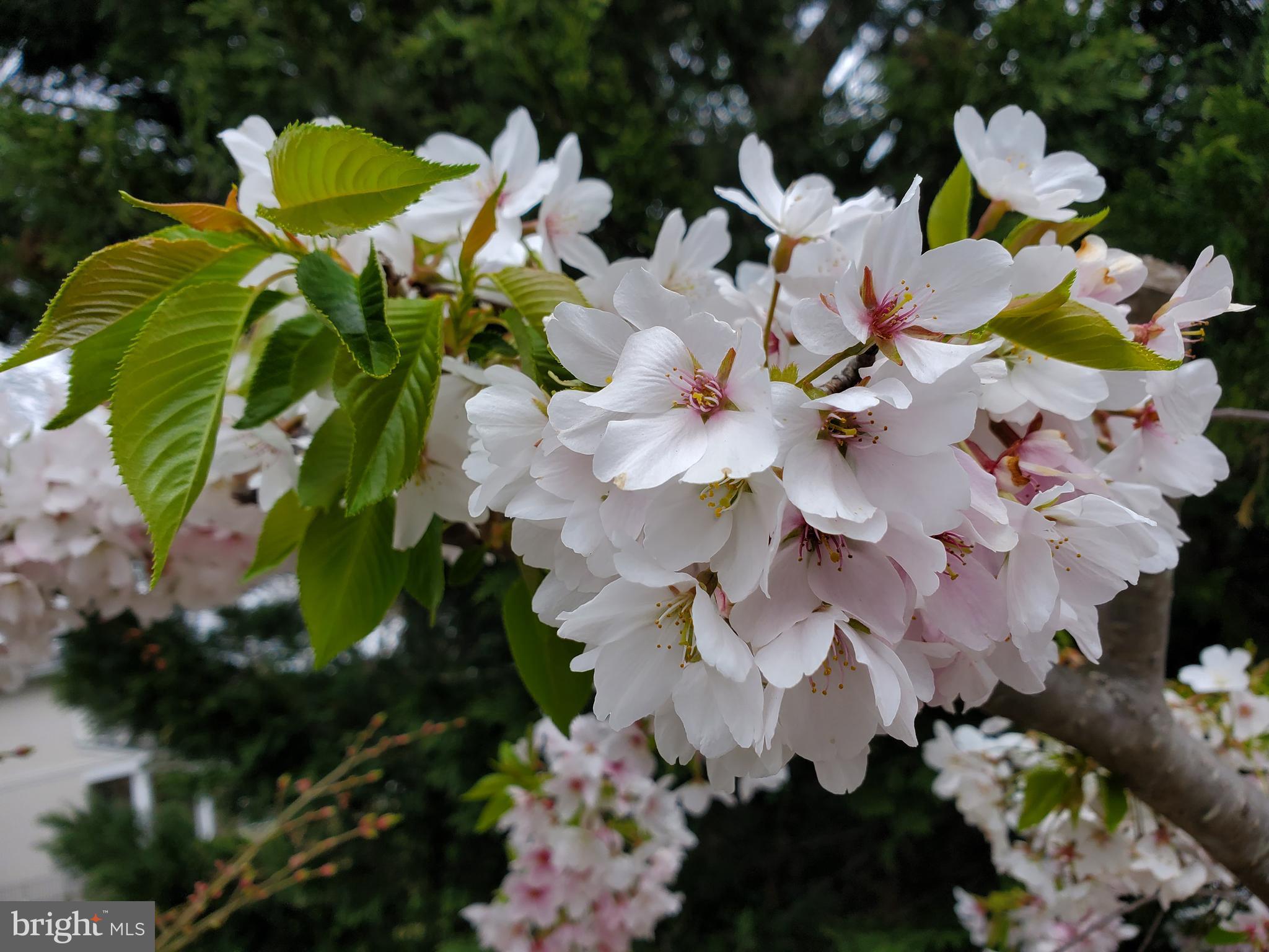 WESTBRIAR COUNTRY CLUB ESTATES - Residential