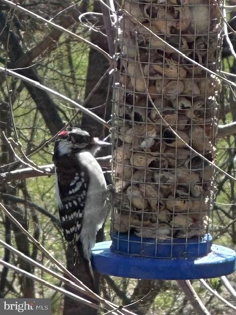 BELLEFONTE BOROUGH - Residential