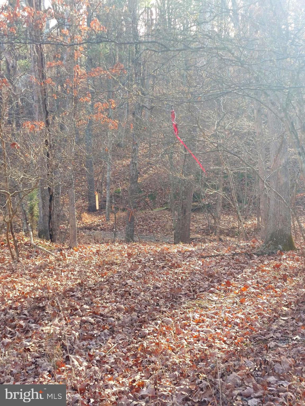 SOUTH POTOMAC FOREST - Land