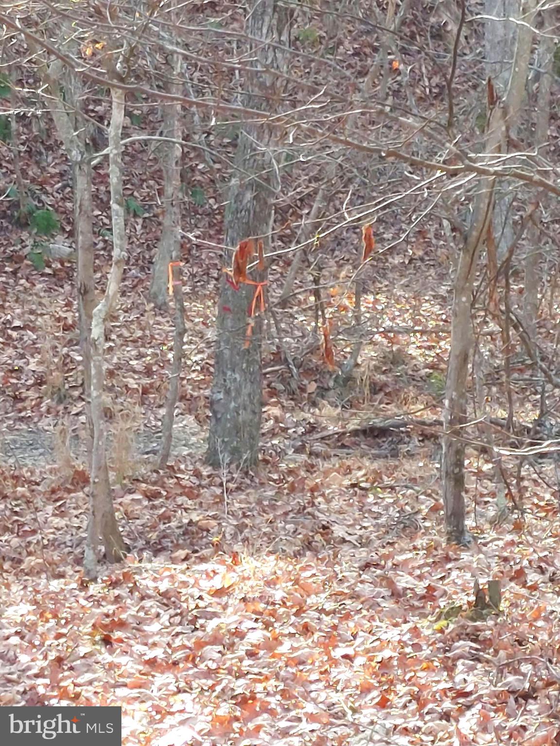 SOUTH POTOMAC FOREST - Land