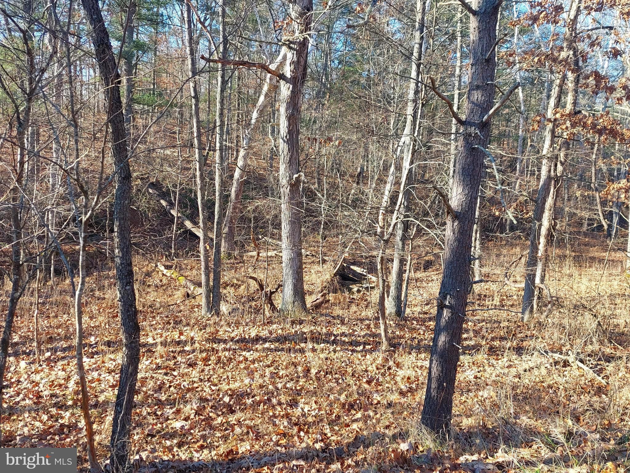 SOUTH POTOMAC FOREST - Land