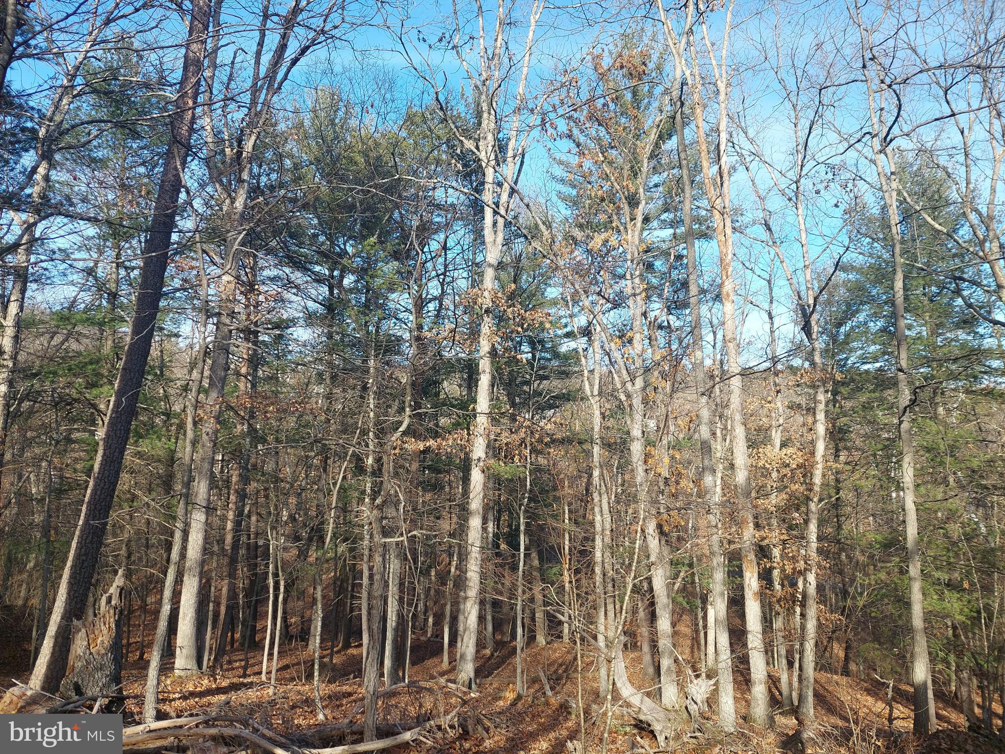 SOUTH POTOMAC FOREST - Land