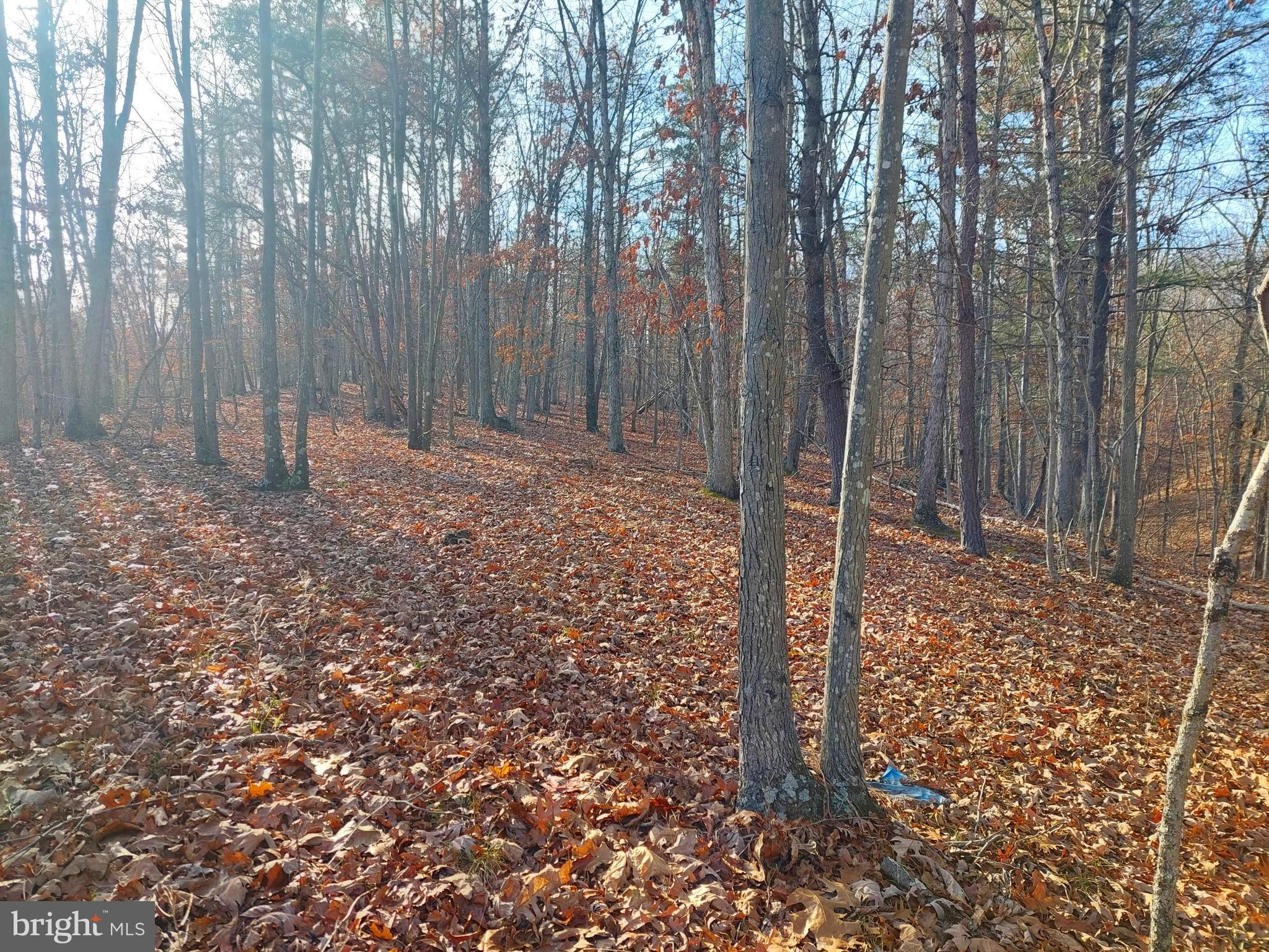 SOUTH POTOMAC FOREST - Land