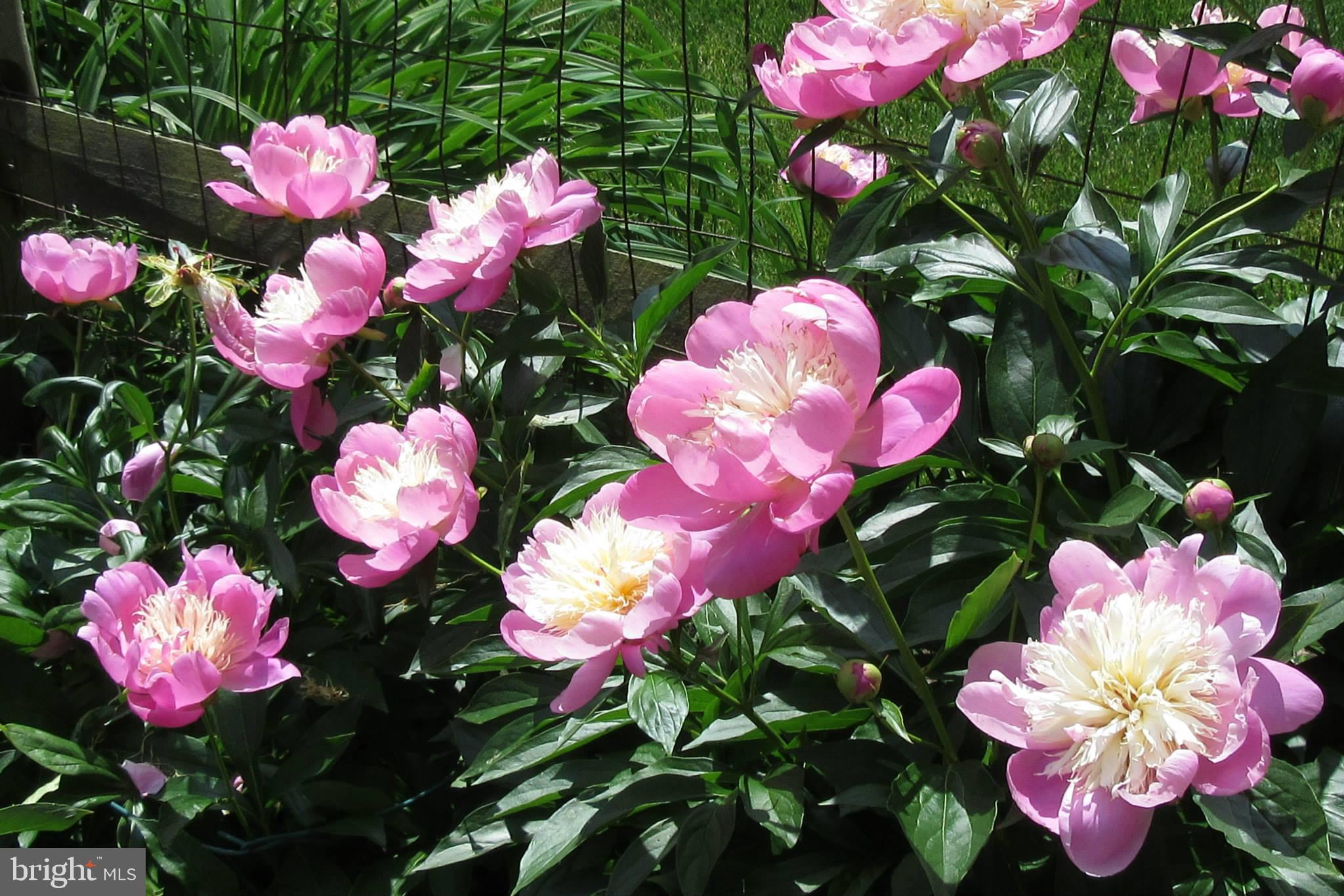 WHETSTONE - Residential