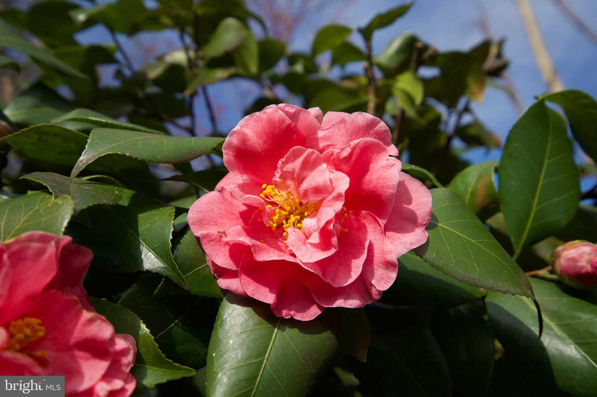 VILLAMAY - Residential