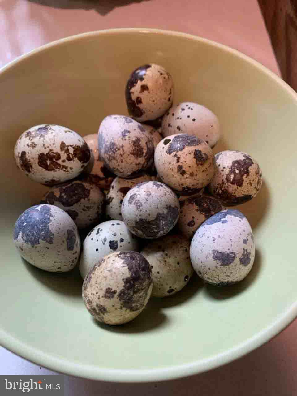 CAVES VALLEY - Residential Lease